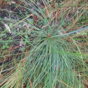 Xanthorrhoea johnsonii at Carnarvon National Park - 29 Jun 2024