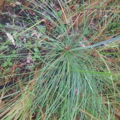 Unidentified Other Tree at Carnarvon National Park - 28 Jun 2024 by MB