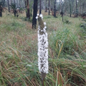 Xanthorrhoea johnsonii at Carnarvon National Park - 29 Jun 2024 07:45 AM