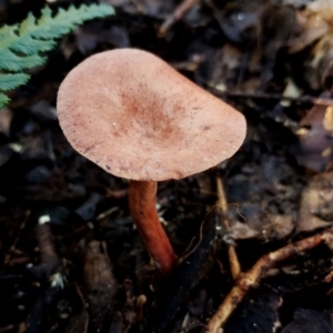 Lactarius eucalypti at Bermagui State Forest - 28 Jun 2024 11:39 AM