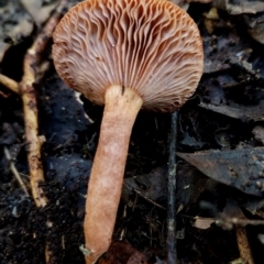 Lactarius eucalypti at Bermagui State Forest - 28 Jun 2024 11:39 AM