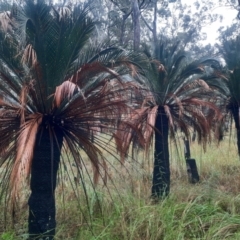 Unidentified Other Shrub at Carnarvon National Park - 28 Jun 2024 by MB