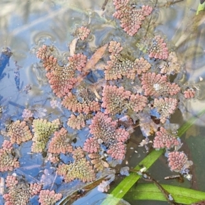 Azolla pinnata at Goulburn Wetlands - 29 Jun 2024