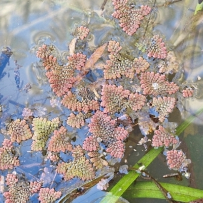 Azolla pinnata (Ferny Azolla) at Goulburn Wetlands - 29 Jun 2024 by trevorpreston