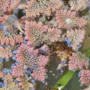 Azolla pinnata at Goulburn Wetlands - 29 Jun 2024