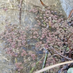 Azolla pinnata at Goulburn Wetlands - 29 Jun 2024