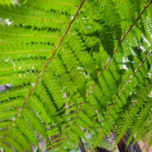 Cyathea cooperi at Carnarvon National Park - 29 Jun 2024