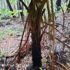 Cyathea cooperi at Carnarvon National Park - 29 Jun 2024