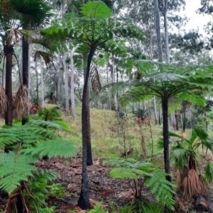 Cyathea cooperi at Carnarvon National Park - suppressed