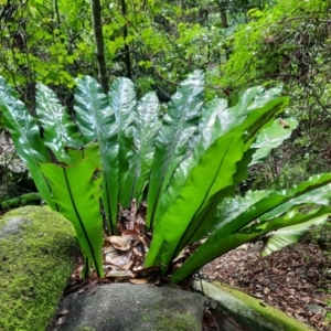 Asplenium australasicum at Carnarvon National Park - 29 Jun 2024