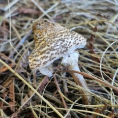 Macrolepiota clelandii (Macrolepiota clelandii) at Goulburn Wetlands - 29 Jun 2024 by trevorpreston