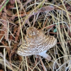 Macrolepiota clelandii at Goulburn Wetlands - 29 Jun 2024