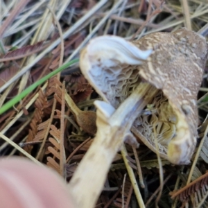 Macrolepiota clelandii at Goulburn Wetlands - 29 Jun 2024