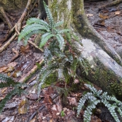 Adiantum hispidulum (Rough Maidenhair) at Carnarvon National Park - 29 Jun 2024 by MB