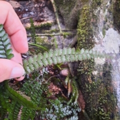 Adiantum hispidulum at Carnarvon National Park - 29 Jun 2024