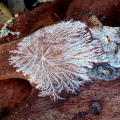 Unidentified Uncategorised Fungi at Bermagui State Forest - 28 Jun 2024 by Teresa