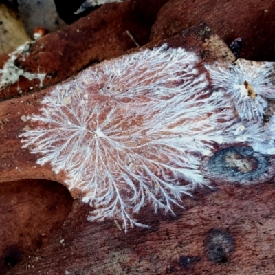 Unverified Uncategorised Fungi at Bermagui State Forest - 28 Jun 2024 by Teresa