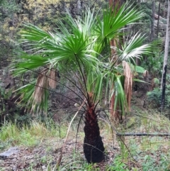 Livistona nitida (Carnavon Gorge Cabbage Palm) at Carnarvon National Park - 28 Jun 2024 by MB