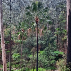 Livistona nitida at Carnarvon National Park - suppressed