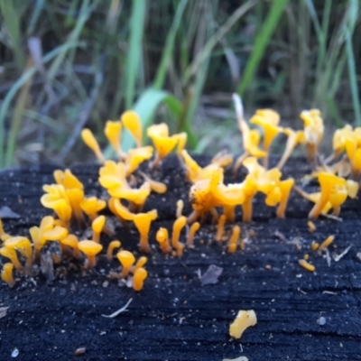 Unverified Fungus at Carnarvon National Park - 29 Jun 2024 by MB