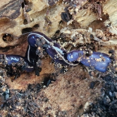 Caenoplana coerulea (Blue Planarian, Blue Garden Flatworm) at Goulburn, NSW - 29 Jun 2024 by trevorpreston