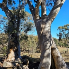 Eucalyptus rossii (Inland Scribbly Gum) at Taylor, ACT - 28 Jun 2024 by Jiggy