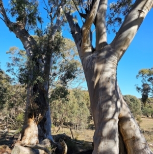 Eucalyptus rossii at Taylor, ACT - 28 Jun 2024 10:55 AM