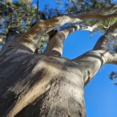 Eucalyptus rossii at Taylor, ACT - 28 Jun 2024 10:55 AM