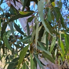 Eucalyptus rossii at Taylor, ACT - 28 Jun 2024 10:55 AM