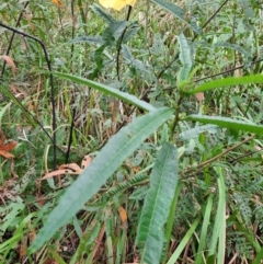 Unidentified Other Shrub at Carnarvon National Park - 29 Jun 2024 by MB