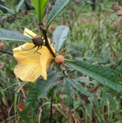 Hibiscus divaricatus at Carnarvon National Park - 29 Jun 2024 01:37 PM