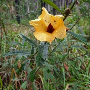 Hibiscus divaricatus at Carnarvon National Park - 29 Jun 2024 01:37 PM