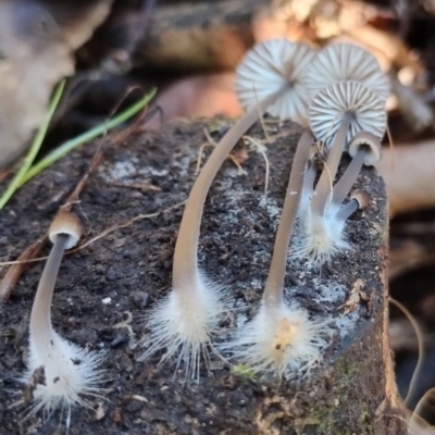 Mycena cystidiosa (Mycena cystidiosa) at Bermagui State Forest - 28 Jun 2024 by Teresa