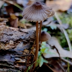 Mycena cystidiosa at BA124 - 28 Jun 2024