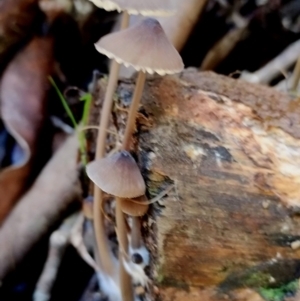 Mycena cystidiosa at BA124 - 28 Jun 2024