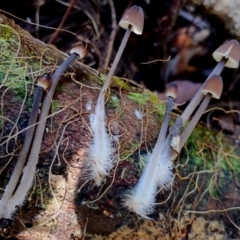 Mycena cystidiosa at BA124 - 28 Jun 2024