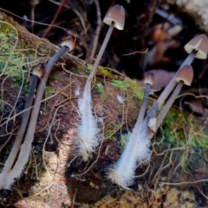 Mycena cystidiosa at BA124 - 28 Jun 2024