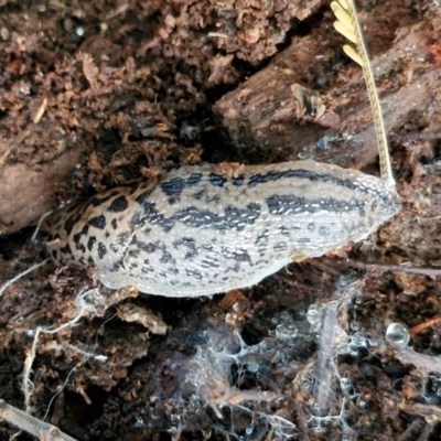 Limax maximus (Leopard Slug, Great Grey Slug) at Goulburn Wetlands - 29 Jun 2024 by trevorpreston