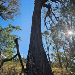 Eucalyptus macrorhyncha subsp. macrorhyncha (Red Stringybark) at Jacka, ACT - 29 Jun 2024 by Jiggy