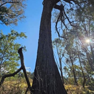 Eucalyptus macrorhyncha subsp. macrorhyncha (Red Stringybark) at Jacka, ACT - 29 Jun 2024 by Jiggy