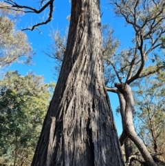 Eucalyptus macrorhyncha subsp. macrorhyncha at Jacka, ACT - 29 Jun 2024