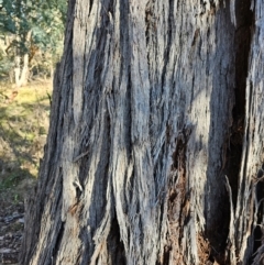 Eucalyptus macrorhyncha subsp. macrorhyncha at Jacka, ACT - 29 Jun 2024 10:52 AM