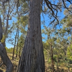 Eucalyptus macrorhyncha subsp. macrorhyncha at Jacka, ACT - 29 Jun 2024 10:52 AM