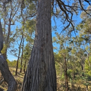 Eucalyptus macrorhyncha subsp. macrorhyncha at Jacka, ACT - 29 Jun 2024 10:52 AM