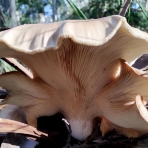 Omphalotus nidiformis at Bermagui State Forest - 28 Jun 2024 10:14 AM