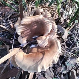 Omphalotus nidiformis at Bermagui State Forest - 28 Jun 2024 10:14 AM