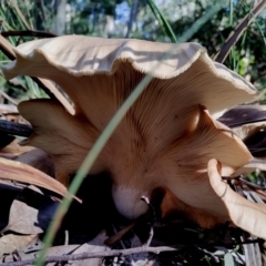 Omphalotus nidiformis at Bermagui State Forest - 28 Jun 2024 10:14 AM