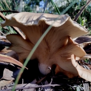 Omphalotus nidiformis at Bermagui State Forest - 28 Jun 2024 10:14 AM