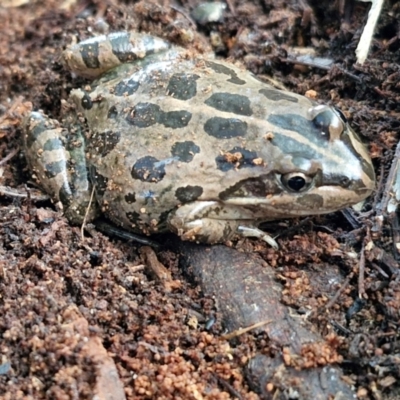 Limnodynastes tasmaniensis at Goulburn, NSW - 29 Jun 2024 by trevorpreston