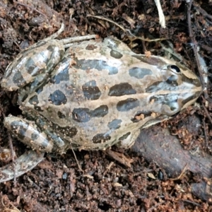 Limnodynastes tasmaniensis at Goulburn Wetlands - 29 Jun 2024 10:30 AM